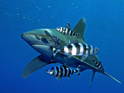 Oceanic Whitetip with a collection of pilot fish. Canon G... by James Dawson 